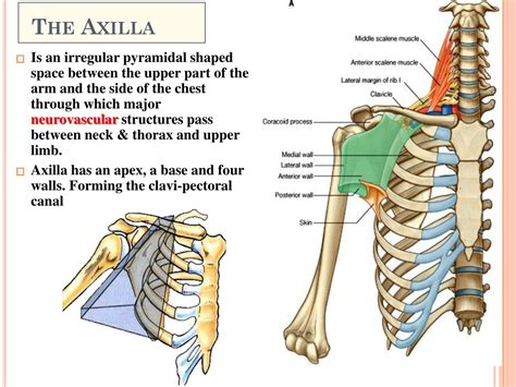 Ppt Axilla Powerpoint Presentation Free Download Id 9214461