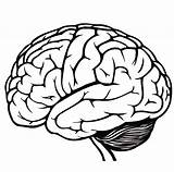 Hjerne Tegning Gehirn Bern Clipartmag Hjernerystelse Psykologi Viden sketch template