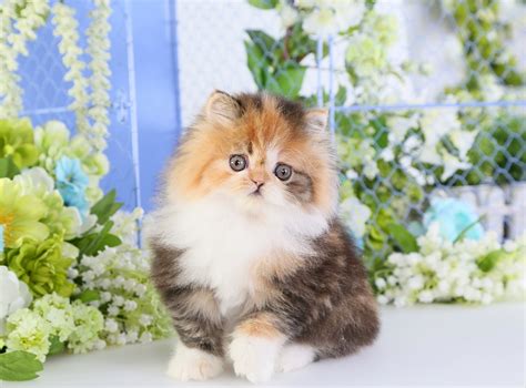 calico kittens photo gallery doll face persian kittenssuperior