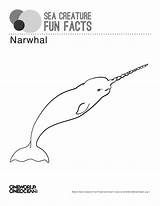 Narwhal Narwhals sketch template