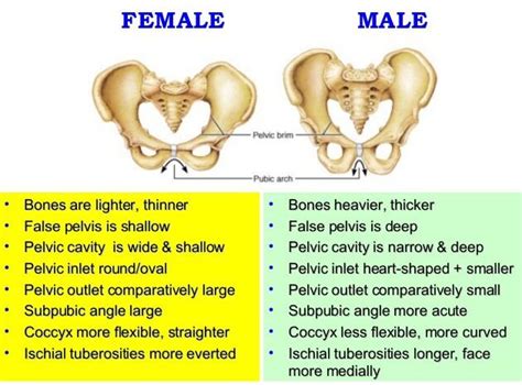 difference between male and female pelvis bone
