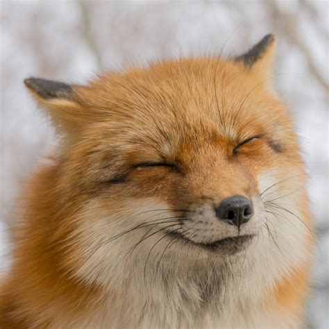 foxes   cute allkpop forums