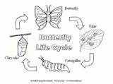 Cycle Life Caterpillar Coloring Butterfly Hungry Cycles sketch template