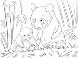 Panda Coloring Pages Cute Supercoloring Bear Printable Family Color sketch template