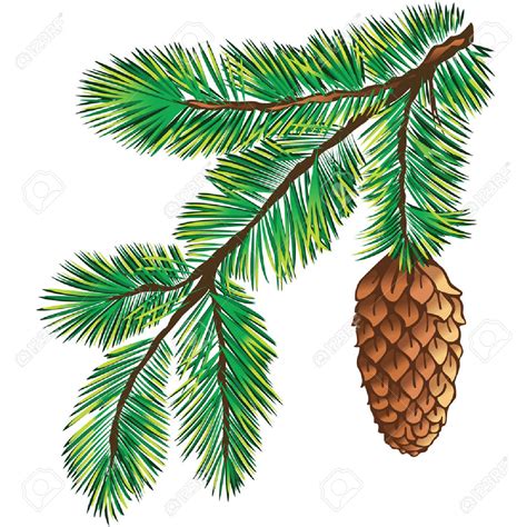 evergreen branch clipart   cliparts  images