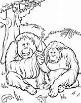 Gorilas Monos Chachipedia sketch template