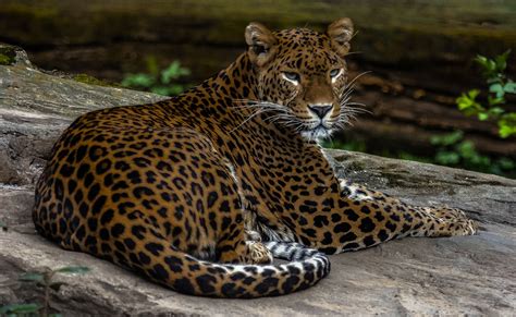 jaguar foto bild natur zoofotografie bilder auf fotocommunity