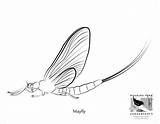Mayfly Coloringbay sketch template