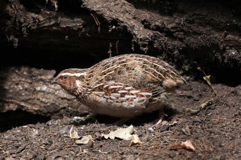 japanese quail coturnix japonica stock photo image