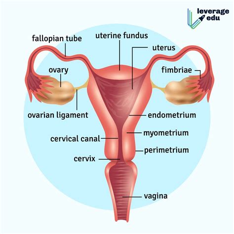 female reproductive system leverage edu