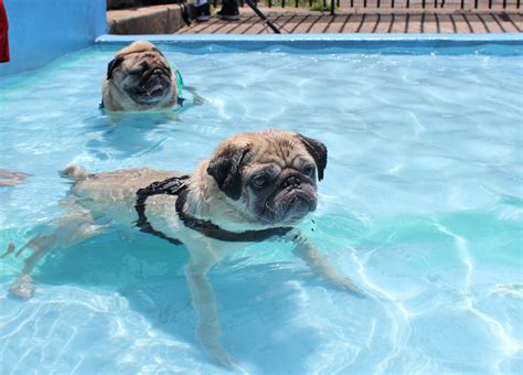pug slope blog archive pug pool party