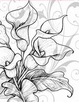 Calla Lilies Coloring sketch template