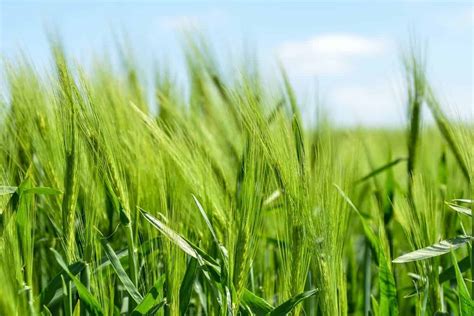 scottish barley    genes  aid cultivars  marginal lands