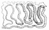 Taenia Solium Morphology Pathogenesis sketch template