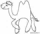 Desierto Camello Camel Cammelli Camellos Chameaux Colorat Camile Planse Alegre Desiertos Colorea Pintar Tus Facil Cartoni Gifgratis sketch template