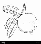 Guava Clipart Bayabas Vector Drawing Leaf Simple Line Coloring Alamy Fruit Stock Color Hand Illustration sketch template
