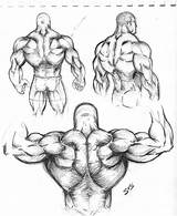Muscle Muscular Back Sketch Man Drawing Arm Study Anatomy Human Body Musculos Bodybuilder Drawings Muscles Dibujo Draw Dibujos Cuerpo Deviantart sketch template