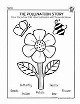 Pollination Worksheets sketch template