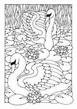 Coloring Swans Pages Birds Large Adult Printable sketch template