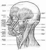 Face Muscles Anatomy Facial Head Human Neck Muscle Drawing Coloring Pages These Digital Body Choose Board Skull Wa sketch template