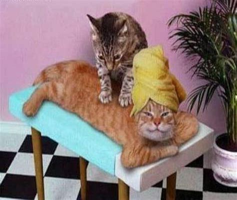 ahh    massage  relaxing cat massage cats massage