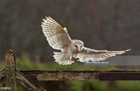 barn owl flying   farm high res stock photo getty images