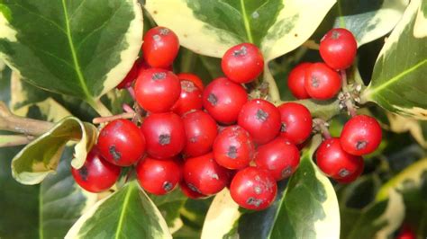 holly berries are beautiful but poisonous nz