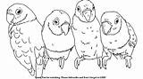 Birds Drawing Draw Parakeets Drawings Paintingvalley sketch template