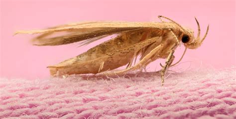 moths eating your clothes check 3 best clothes moths remedies