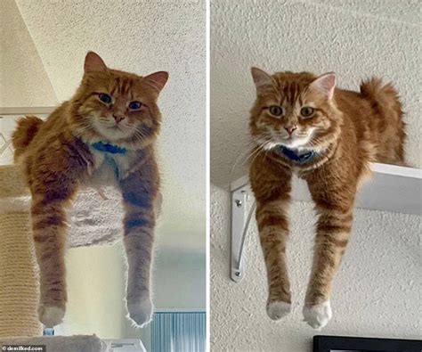 mischievous moggies people share snaps of their cats acting weirdly