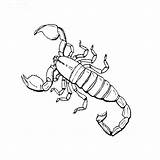 Scorpion Coloring Pages Insect Realistic Bug Scorpions Insects Color Print Kids Ages Getcolorings Designlooter Anime Inspired 84kb 760px Drawings Pdf sketch template