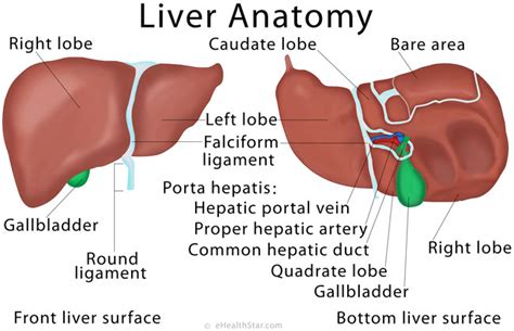 liver anatomy location  function ehealthstar