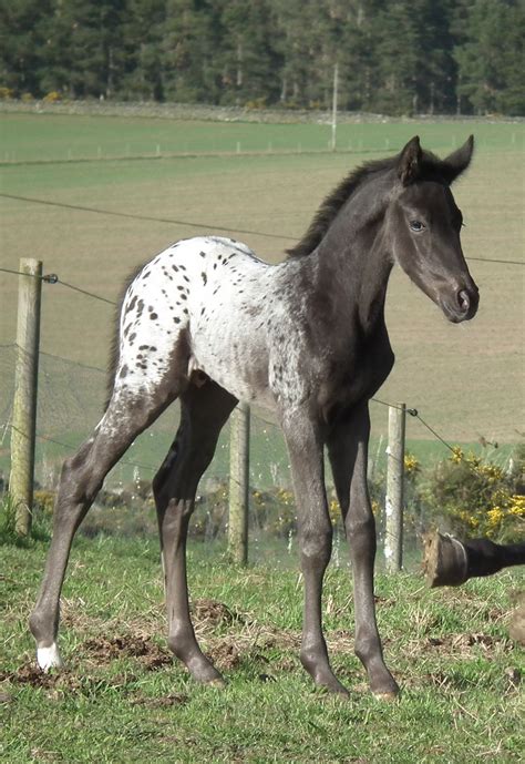 pictures  leopard appaloosa horses google search arabian