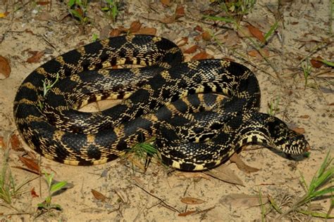 bull snake colors images