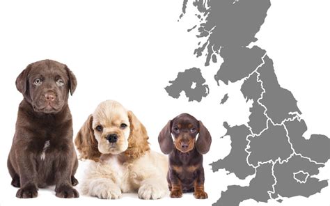 dog breeds   uk mapped