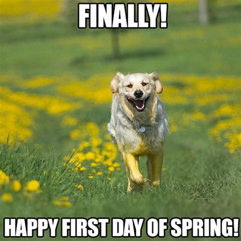 warm  fuzzy spring meme collection sayingimagescom spring