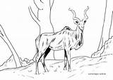 Ausmalbilder Wildtiere Kudu Tiere sketch template