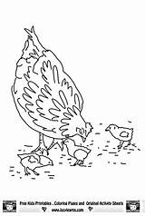 Chicken Coloring Pages Chickens Eating Outline Kids Color Draw Drawing Print Clipart Getdrawings Library Popular Comments Coloringhome Collection Bluebird Printable sketch template