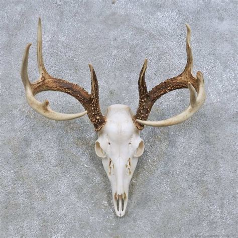 faux whitetail deer european mount geotv taxidermy curiosities home