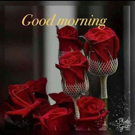 pin by dinesh kumar pandey on good morning rose good morning flowers