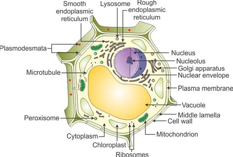 draw  neat diagram   plant cell  label   parts  cell  ii