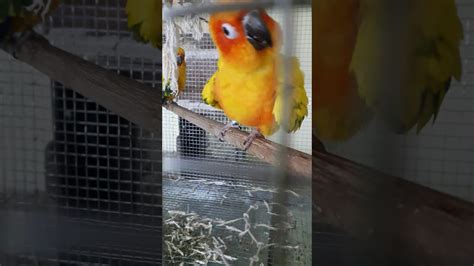 sun conur parrot hyderabad youtube