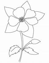 Columbine Coloring Flower Drawing Blooming Template Colorado Drawings Pages Designlooter Getdrawings Flickr sketch template