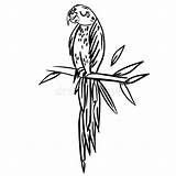Rainforest Parrot Doodle Branches sketch template