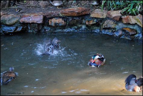 ons swem heerlik johanita hugo flickr