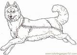 Cani Sled Husky A10 Lupo Tsb Hunde Lupi Corre Mammals Stampare Sledding Permalink Coloringpages101 Personaggio Animato Cartone sketch template