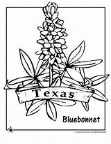 Texas Coloring Pages Flower State Bluebonnet Symbols Drawing Printable Sheets Kids Outline Jr Western Flag Books Classroom Activities Flowers Themed sketch template