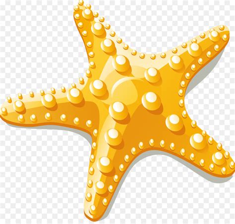 starfish vector art  getdrawings