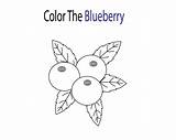 Blueberry Coloring Blueberries Pages Color Kids Blue Preschool Visit Berry sketch template