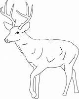Deer Coloring Template Pages Tailed Printable Baby Outline Drawing Kids Cute Print Buck Whitetail Clipart Drawings Antlers Tail Templates Animal sketch template